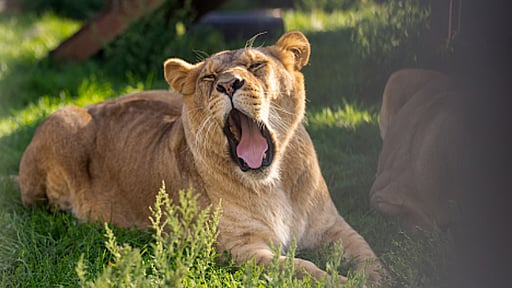 Dormez avec les lions ! Voyez de votre chambre des vrais lions dans un hôtel unique - Restaurant thématique jungle, piscine, jeux d'eau, arcades et bien plus ! Valide jusqu'au 2 juillet 2026